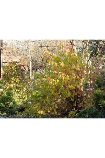 Свидина Мідвінтер Фаєр кущ